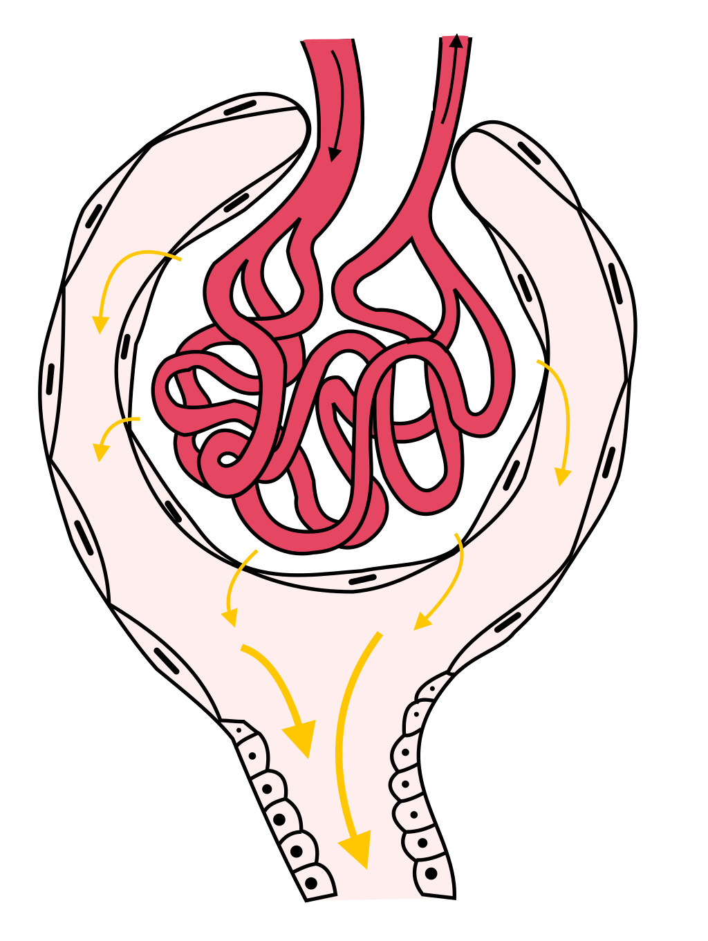 File:Structure of glomerulus.png - Wikimedia Commons