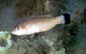 <i>Centrolabrus melanocercus</i> Species of fish