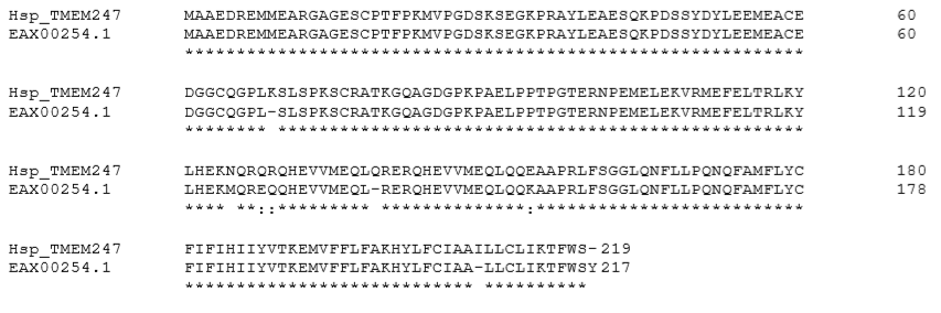 CLEMAL O (1.2.4) TMEM247 және оның параллелі hCG17037 көп реттік туралануы