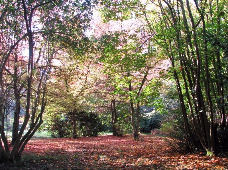 File:The Framingham Arboretum - geograph.org.uk - 5949672.jpg