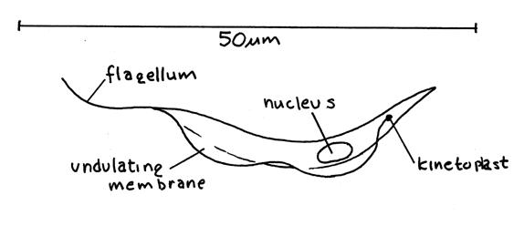 Image result for Trypanosoma labeled diagram