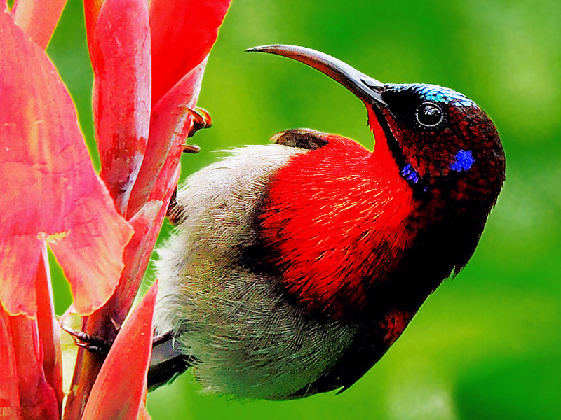 File:Vigors's Sunbird (Aethopyga vigorsii) Photograph By Shantanu Kuveskar.jpg