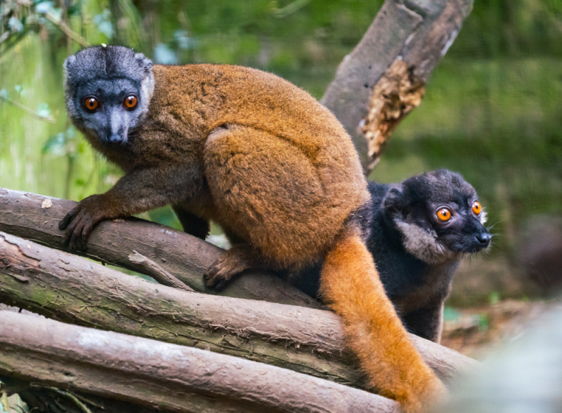 File:White-collared brown lemur.jpg