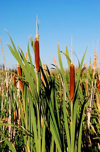 File:Wildlife Refuge Cattails (Morrow County, Oregon scenic images) (morDA0037).jpg