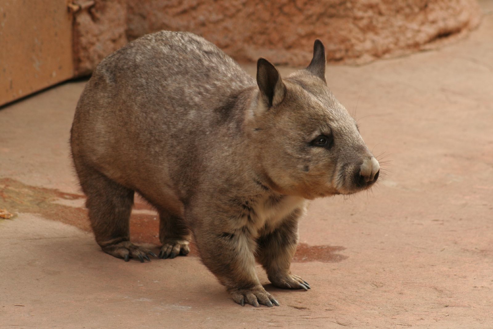 Австралийское животное меняющее внешний вид. Животные Австралии вомбат. Вомбат в Австралии. Квинслендский вомбат. Короткошёрстный вомбат.
