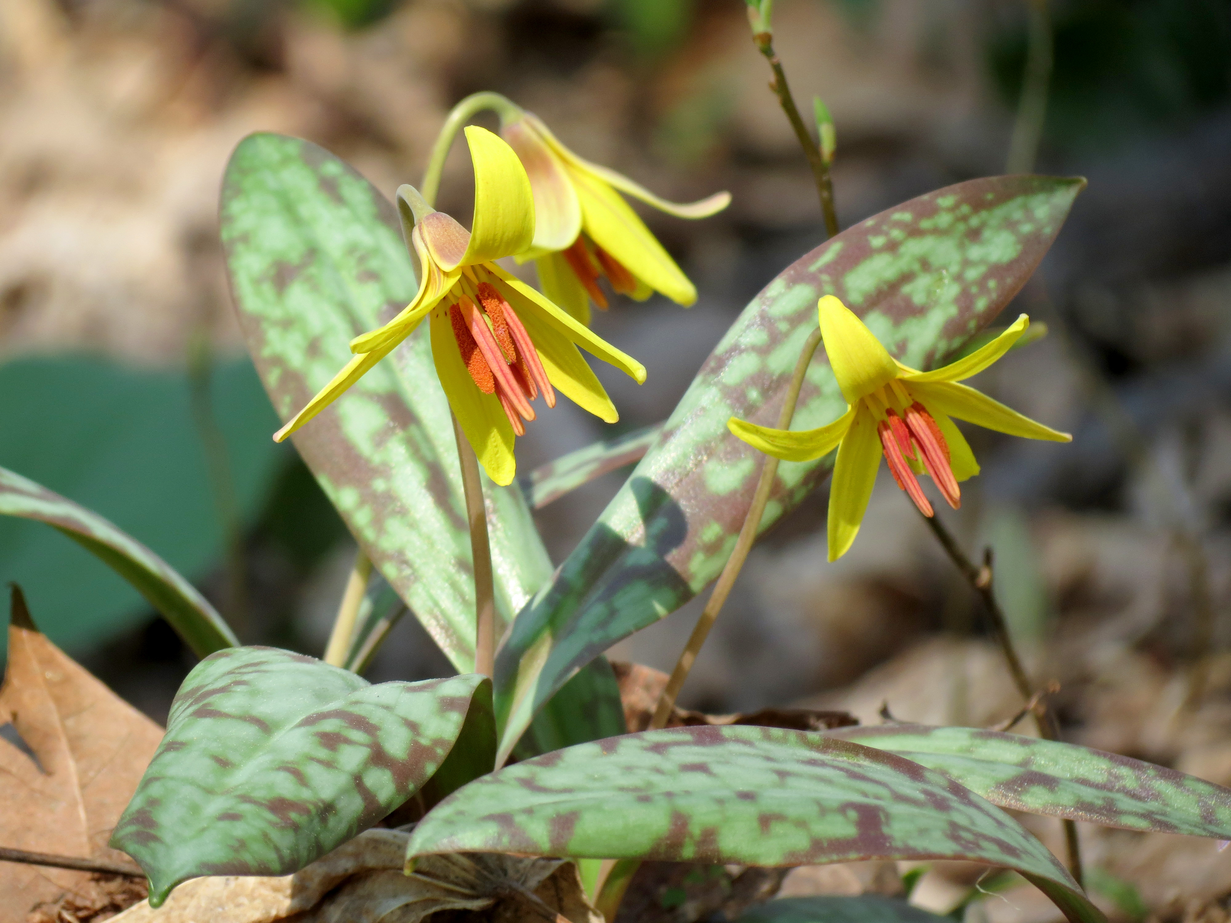 A close up of a trout lily with yellow flowers