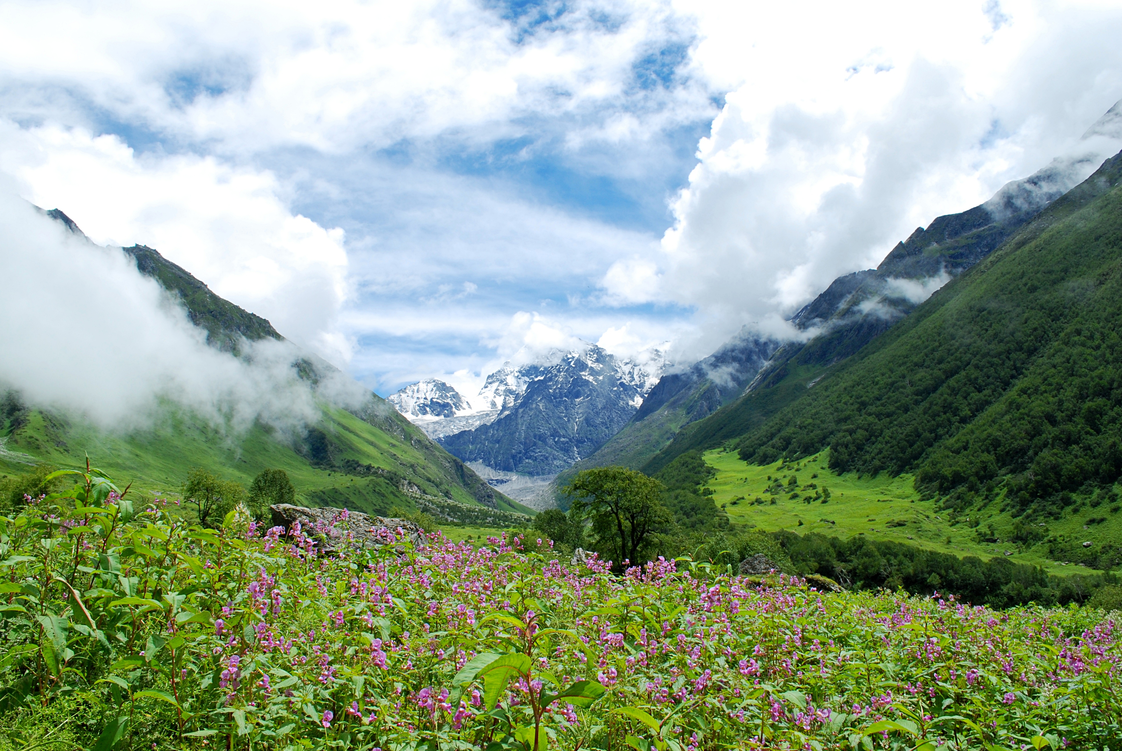 Valley of flowers India
