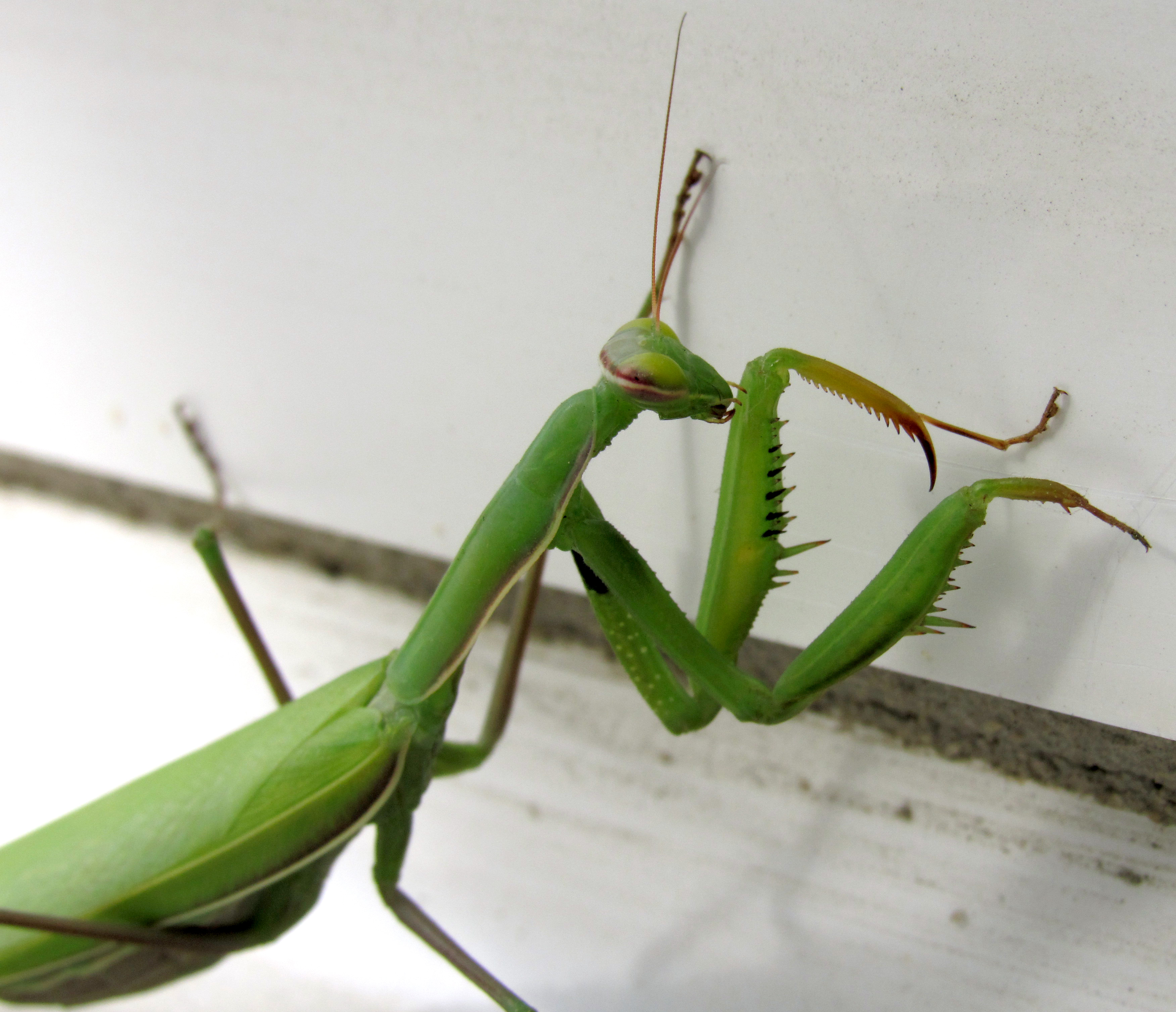 Обыкновенный богомол черты приспособленности. Богомол обыкновенный (Mantis religiosa). Богомол обыкновенный маленький. Жизненный цикл богомола обыкновенного. Строение богомола обыкновенного.