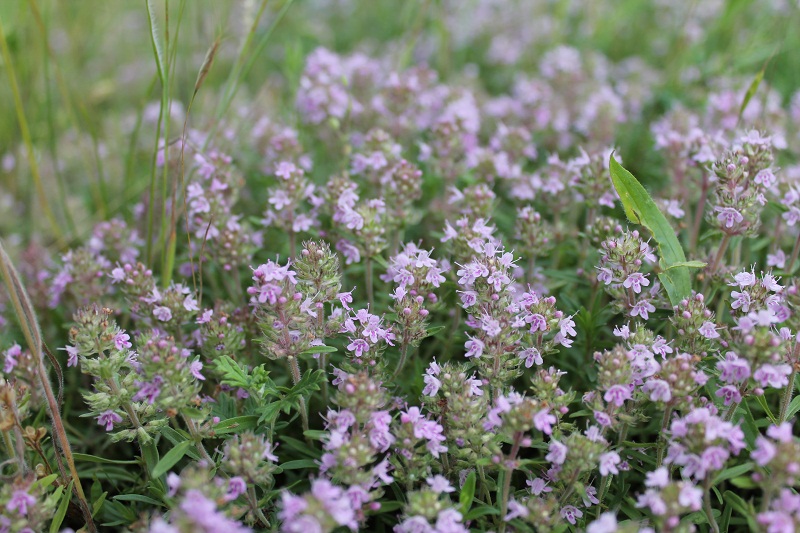 File:Чебрець Маршаллів (Thymus marschallianus).jpg