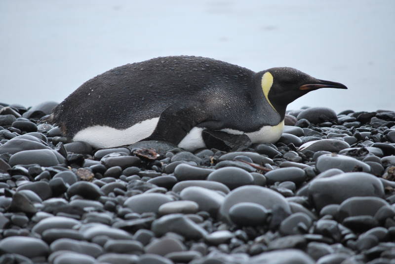 File:Aptenodytes forsteri DT -AQ GR Punta Ambato- (10) (20660341680).jpg