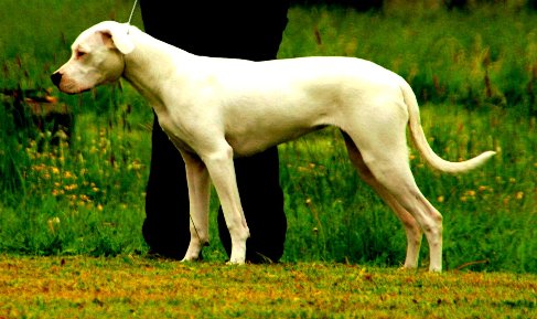 File:Argentine Mastiff.JPG