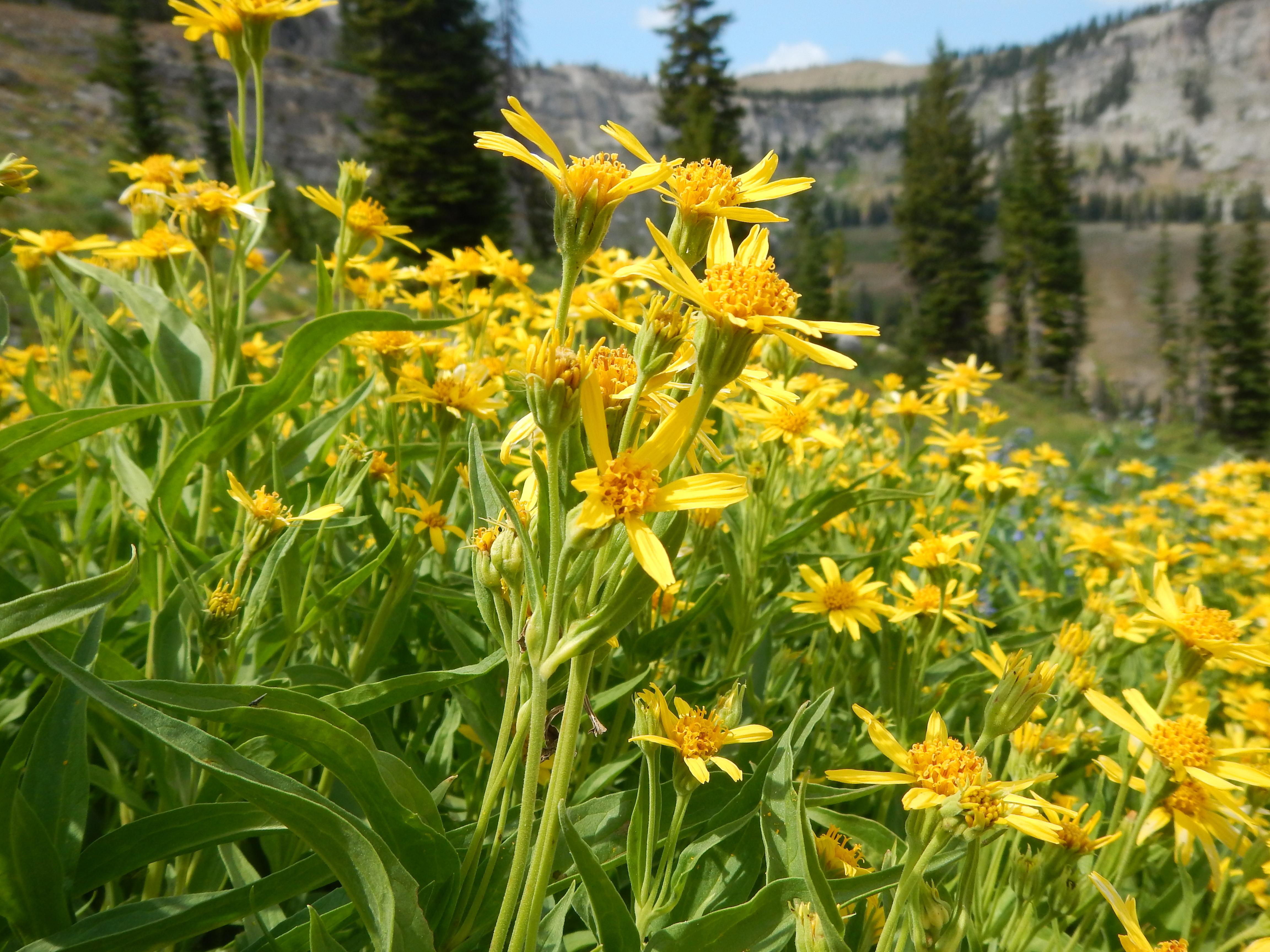 Arnica longifolia