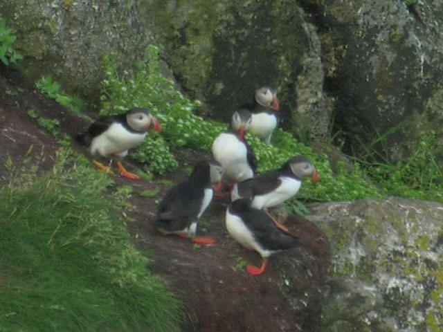 Atlantic puffin - Wikipedia