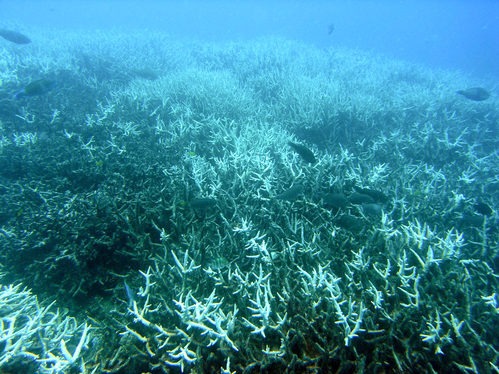 Coral bleaching - Wikipedia