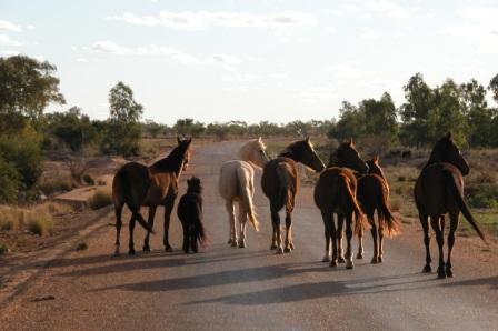 File:Brumbies Queensland.jpg