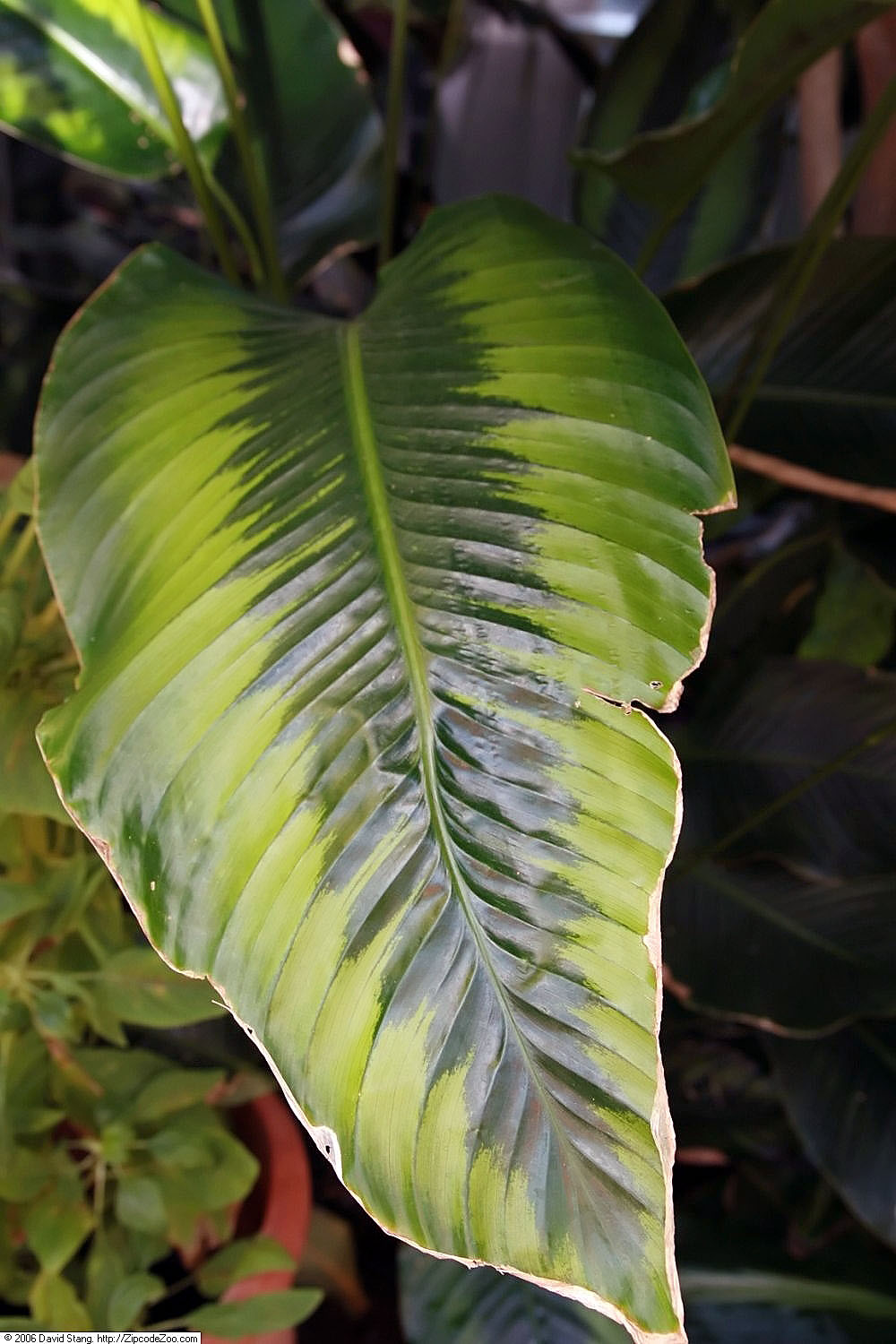 File:Calathea variegata  - Wikimedia Commons