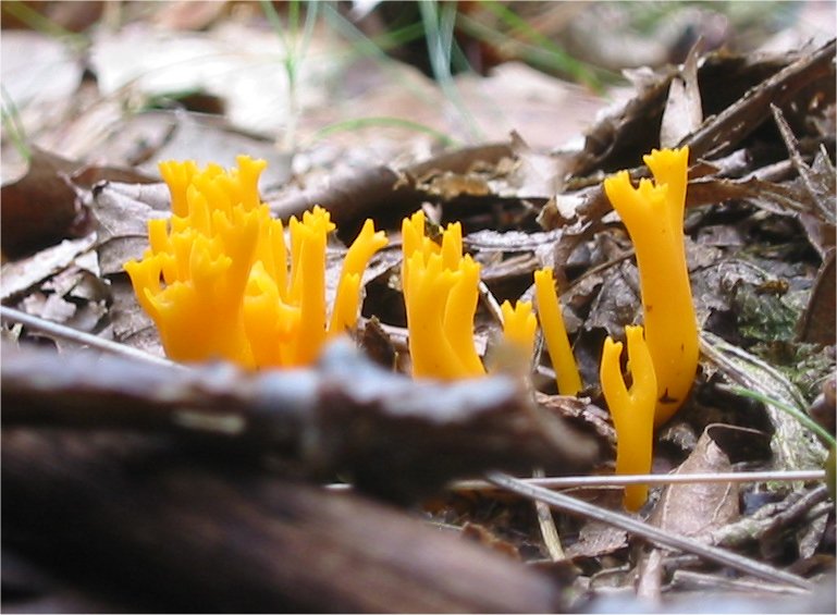 File:Calocera viscosa BF 2.jpg