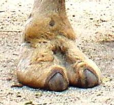 File:Camel Foot.jpg