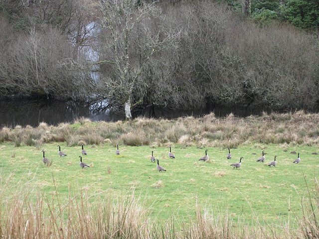 File:Canada geese by the Ford River - geograph.org.uk - 2315022.jpg