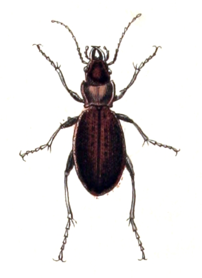 File:Carabus.irregularis.-.calwer.04.08.jpg