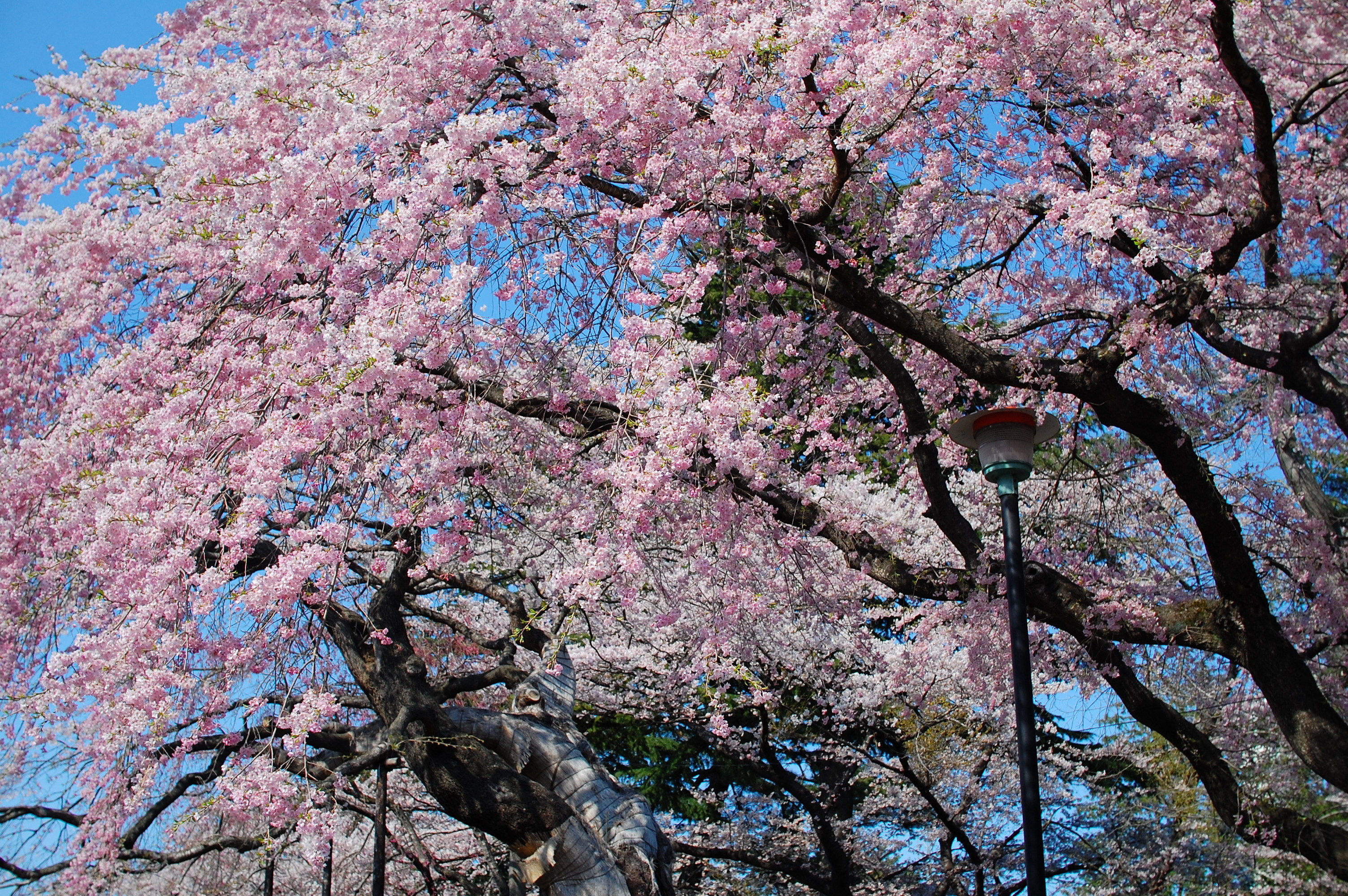 File Cherry Blossoms In The Tsutsujigaoka Park Jpg Wikimedia Commons