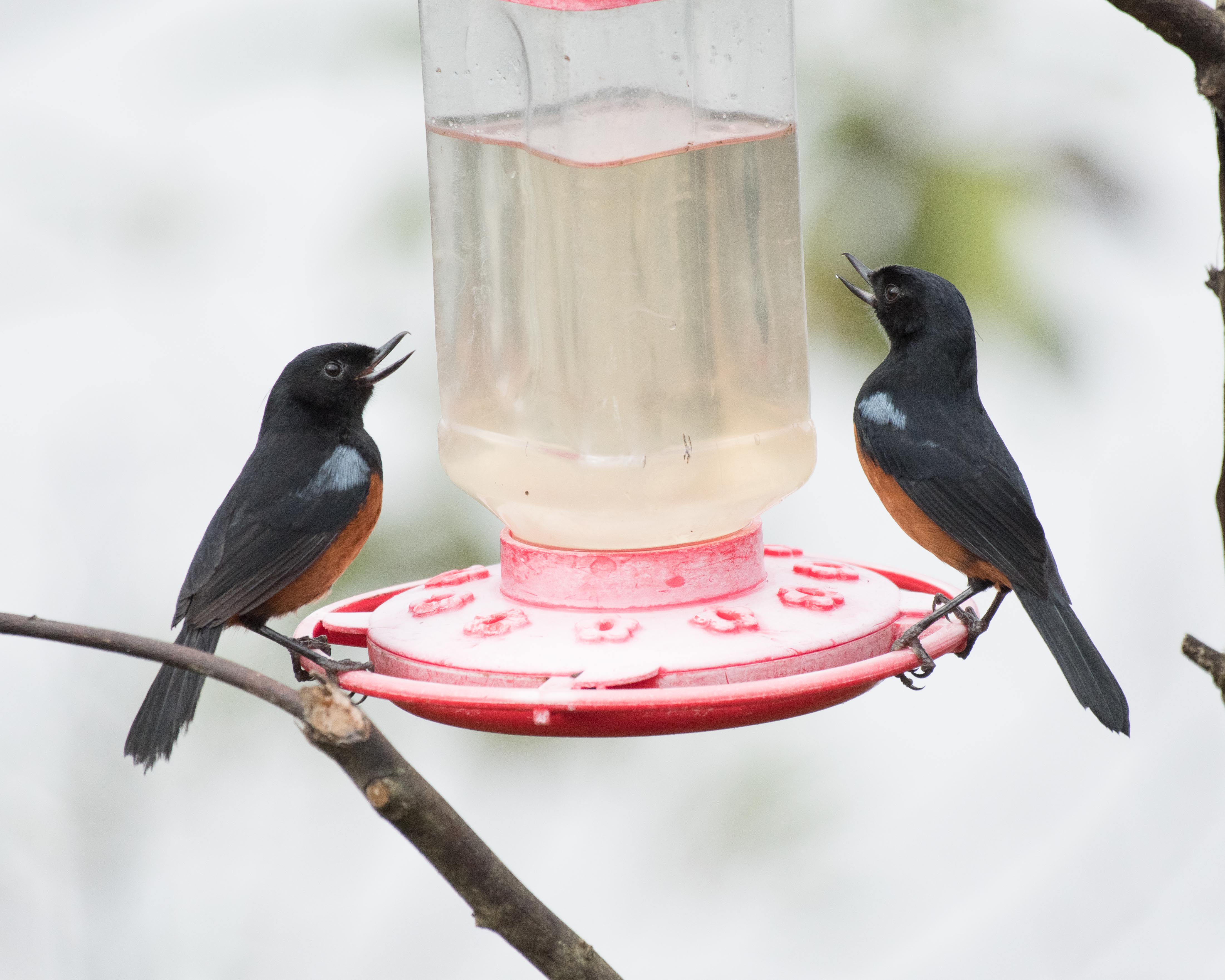 Bird feeder - Wikipedia