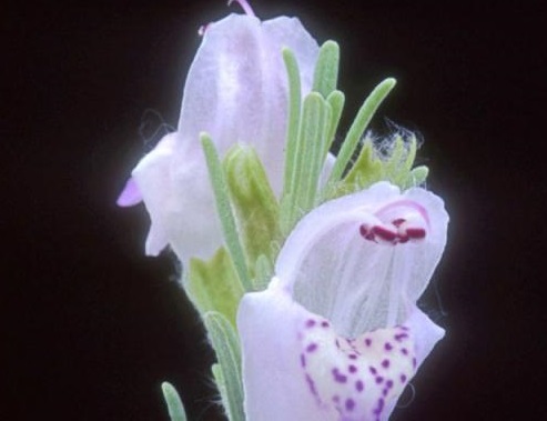 File:Conradina brevifolia.jpg