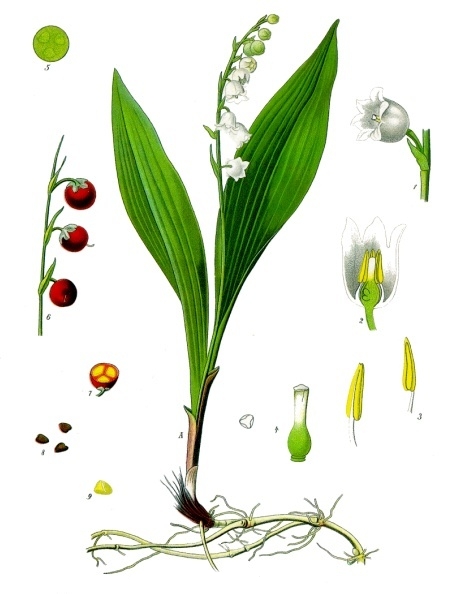 Convallaria majalis - Köhler–s Medizinal-Pflanzen-045.jpg