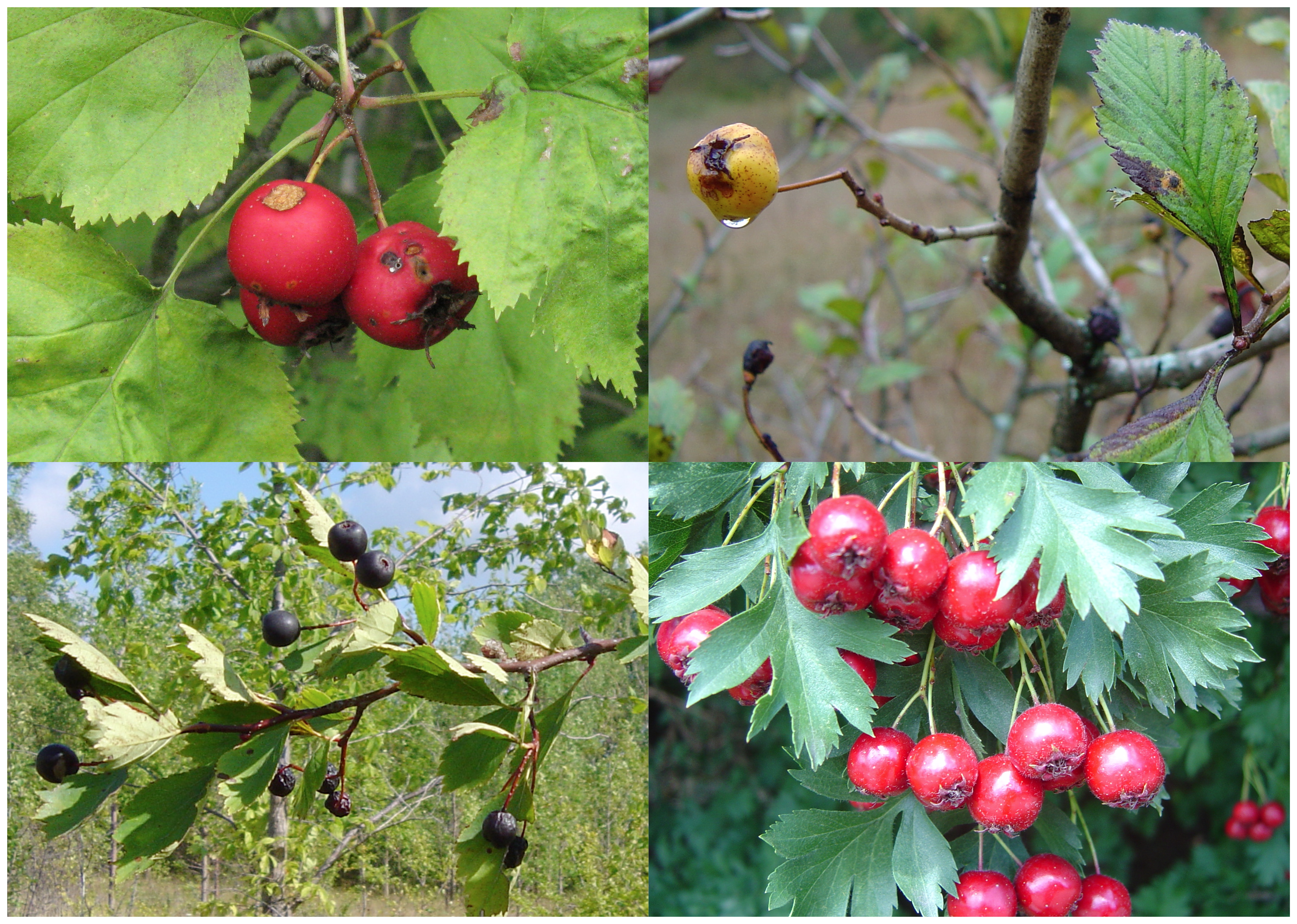 hawthorn tree berries