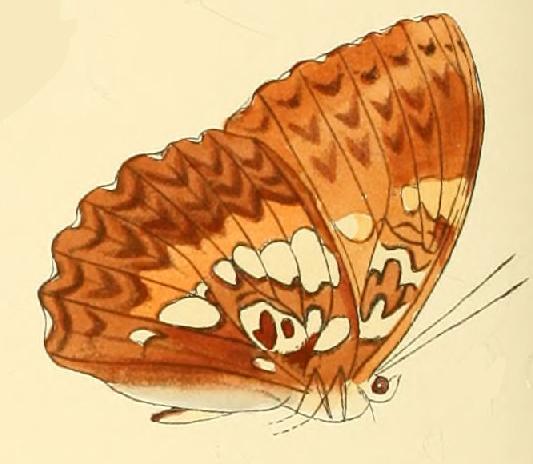 File:Cymothoe beckeri1.JPG