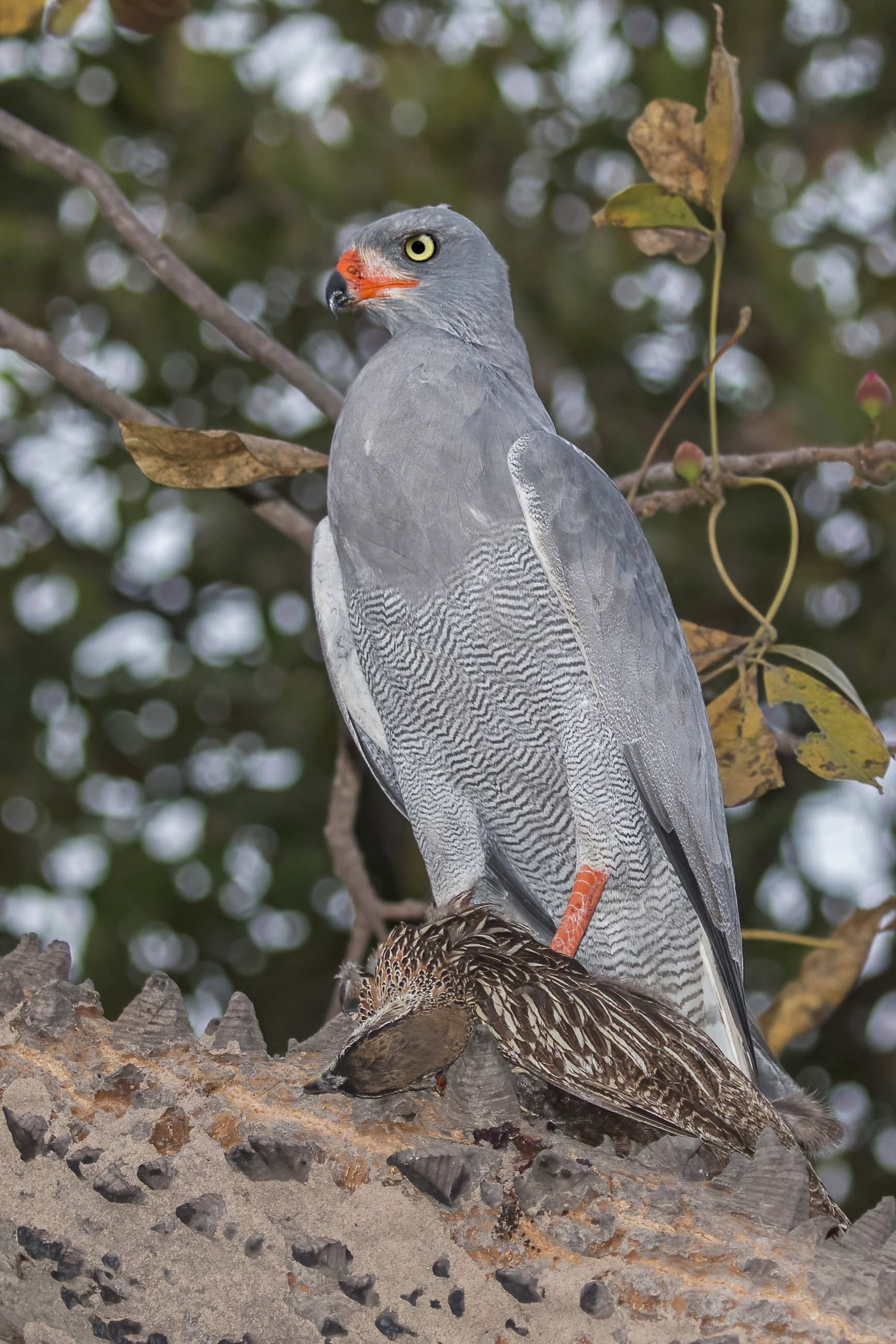 Dark chanting goshawk (Melierax metabates metabates) with francolin.jpg