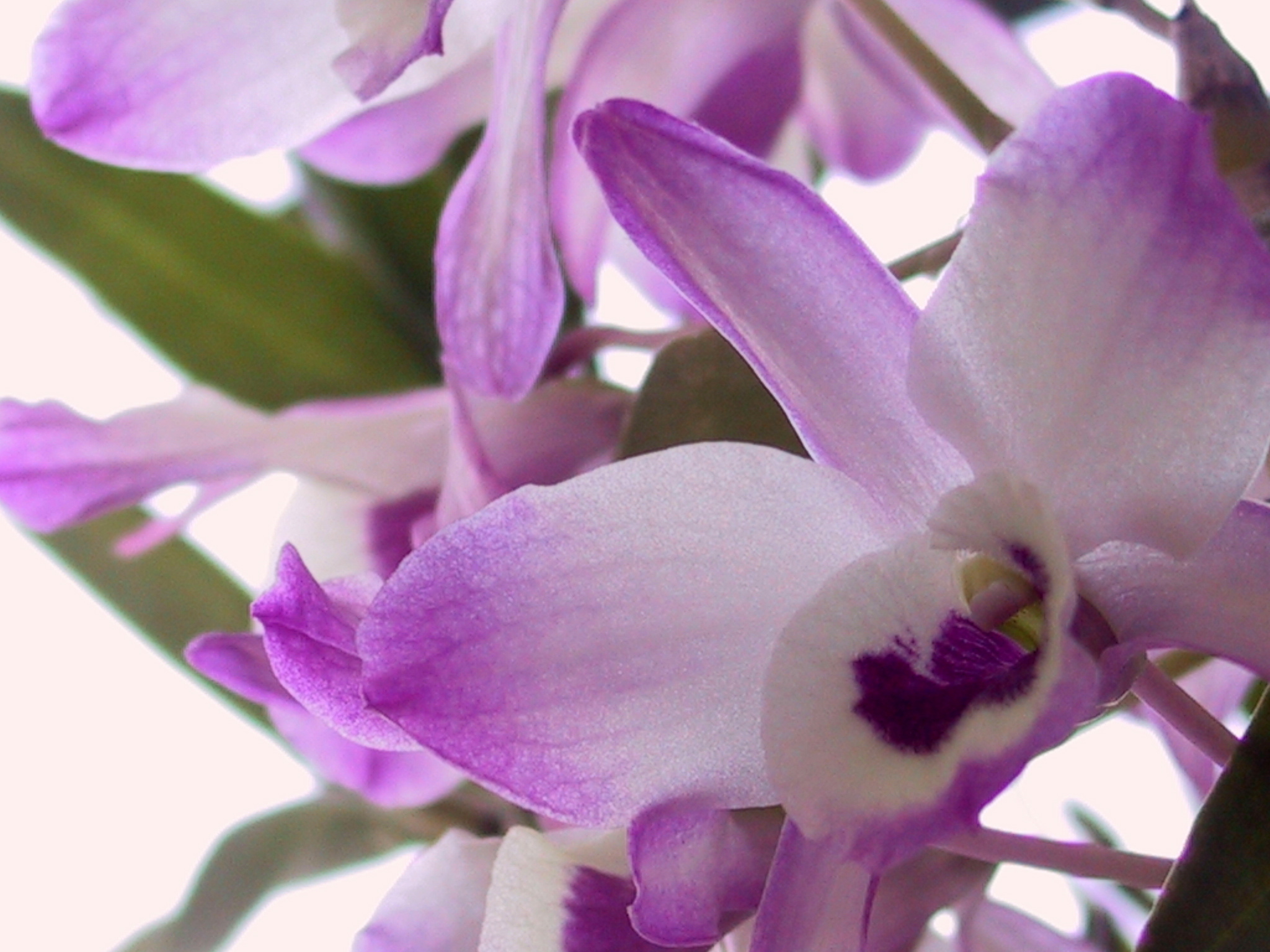 Орхидея Дендробиум Ванда