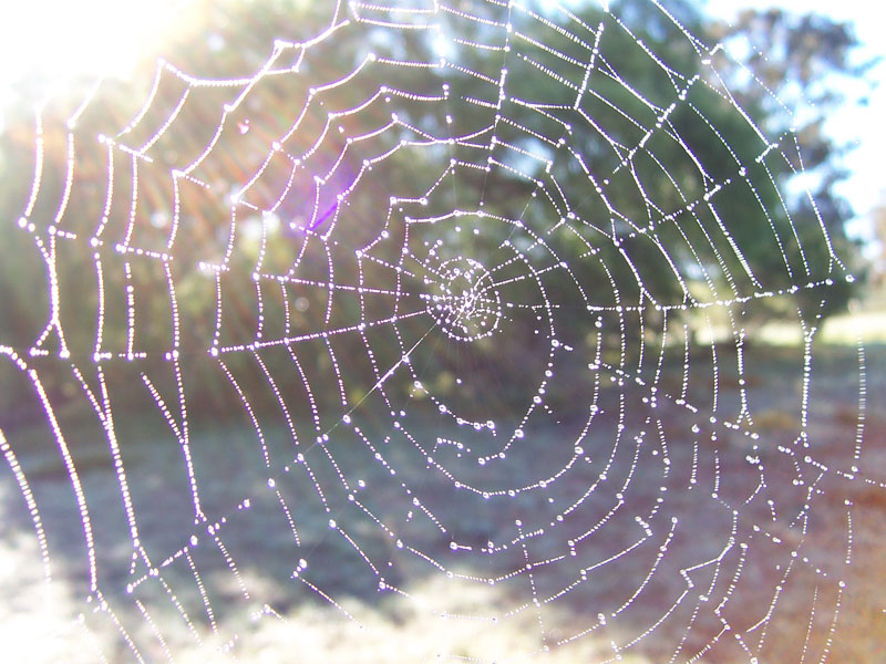 information about spider webs