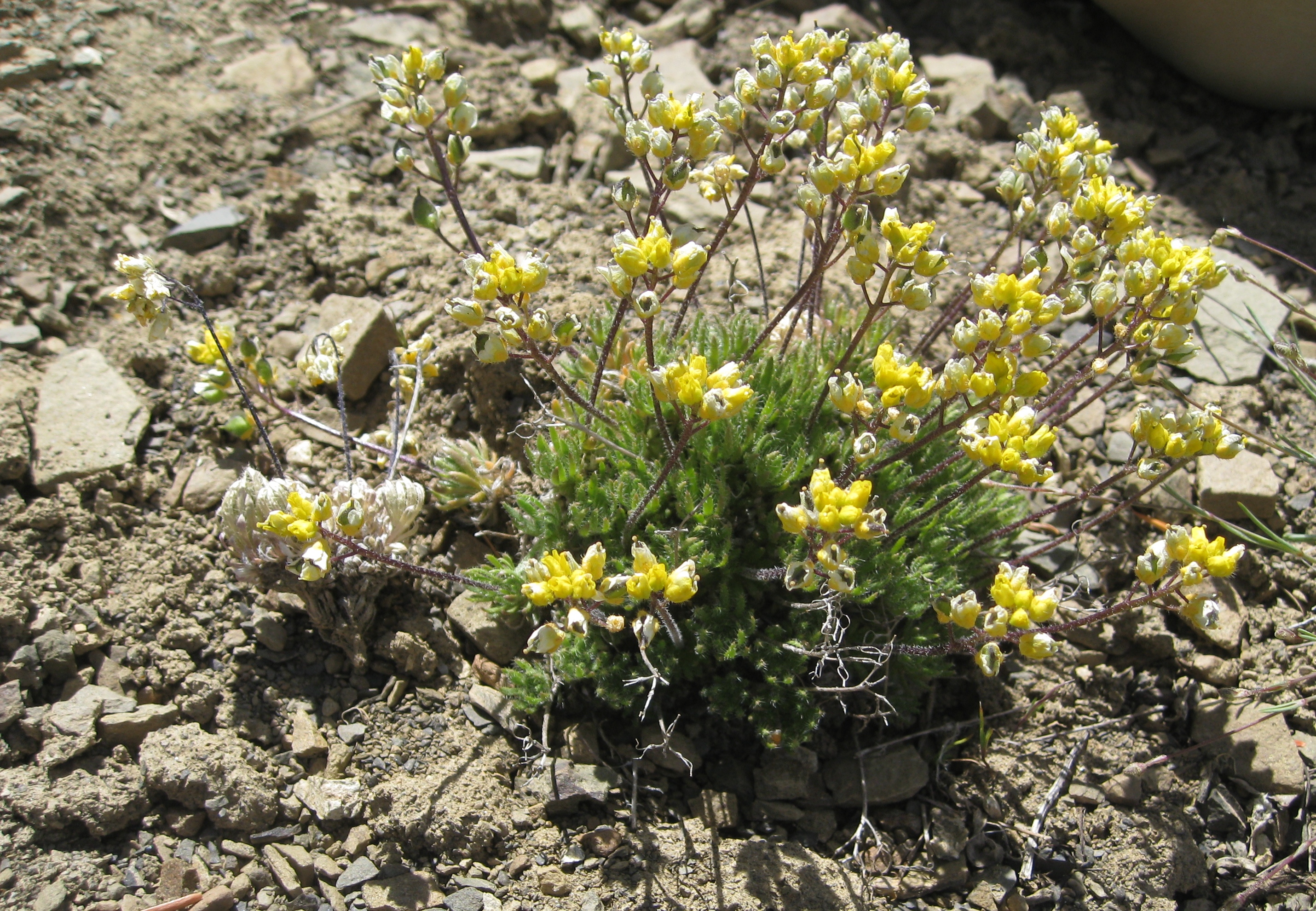 Драба. Драба бруниелистная. Крупка испанская / Draba, h-30-70см. Draba hirta.