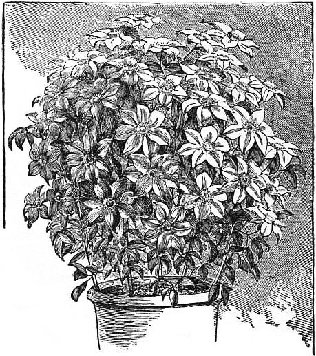 EB1911 Horticulture - Fig. 46.—Clematis trained on Balloon-Shaped Trellis.jpg