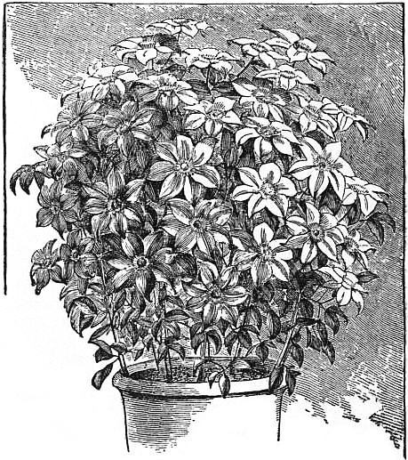 File:EB1911 Horticulture - Fig. 46.—Clematis trained on Balloon-Shaped Trellis.jpg