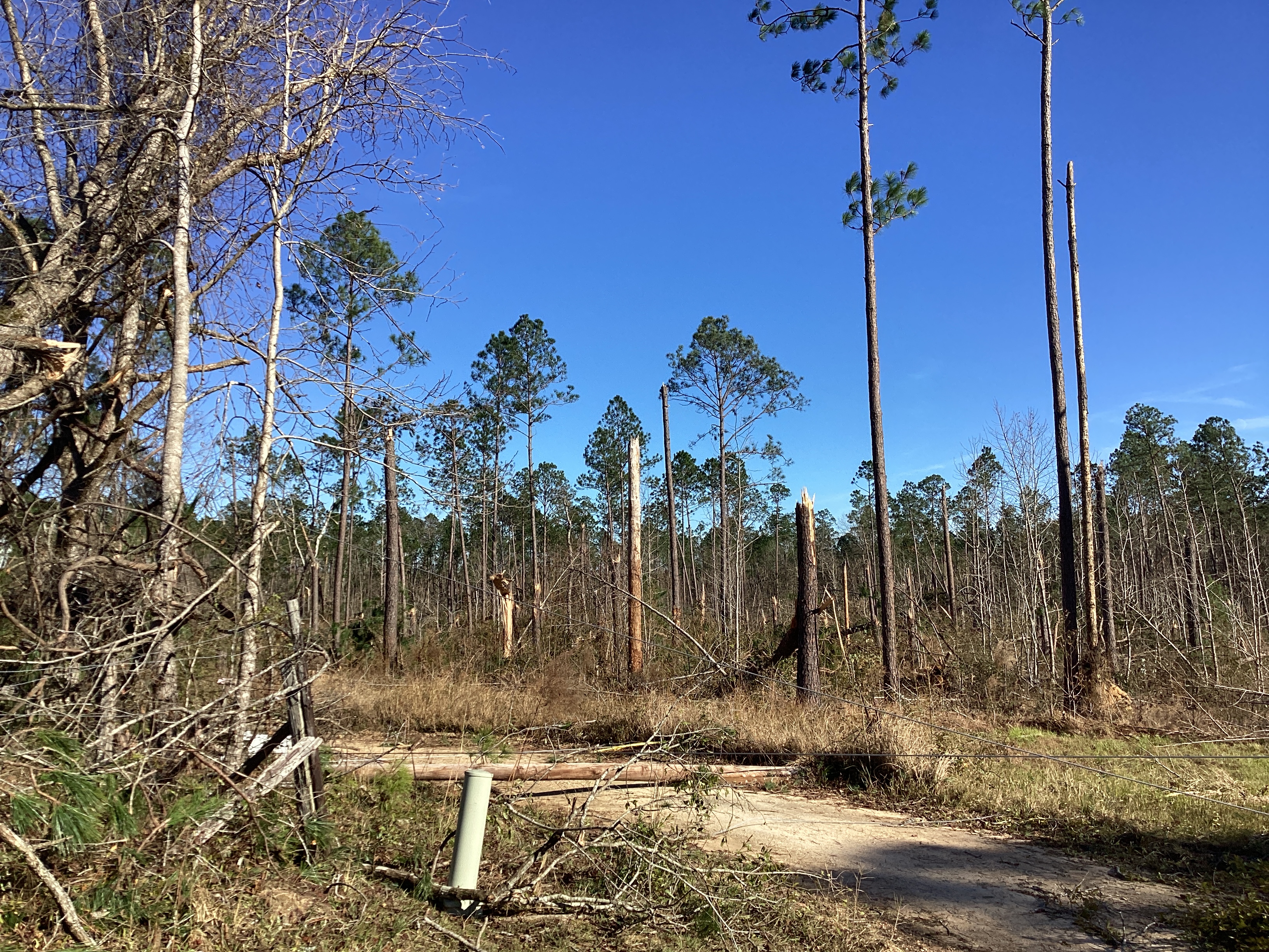 Low-end EF3 tree damage west of Tibble, Alabama.