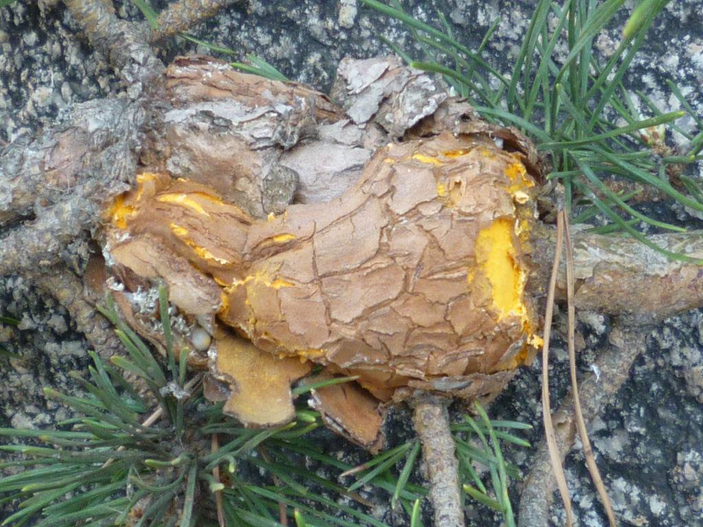 pine tree trunk fungus