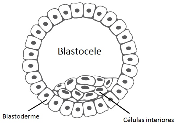 Resultado de imagen para blastocele