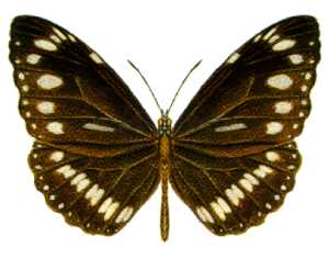 File:Euploea core corinna.jpg