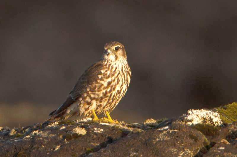 Falco columbarius Iceland 2