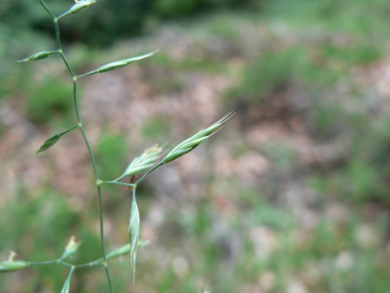 File:Festuca heterophylla inflorescence (01).jpg