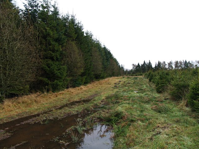 File:Forestry, near Crofthead - geograph.org.uk - 625939.jpg