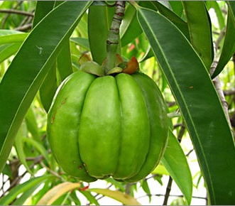 Fruto del árbol Garcinia