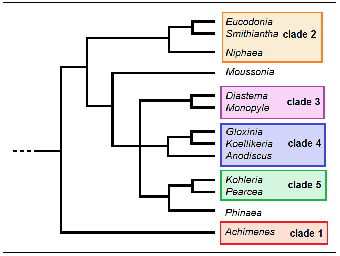 File:Gloxinieae - Cladogramma della tribù.png