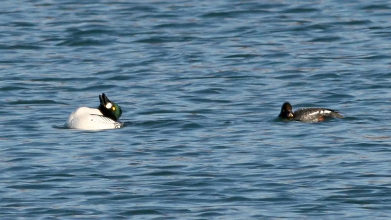 File:Goldeneye (Bucephala clangula) (6).jpg