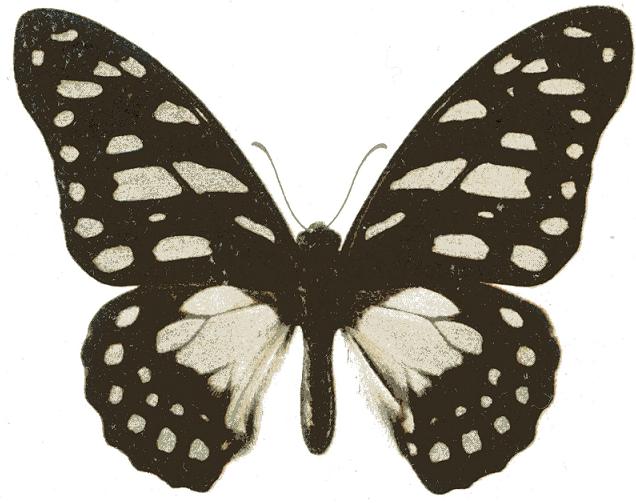 File:Graphium leonidas seitz.JPG