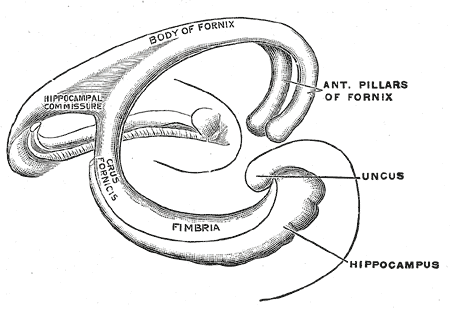 fórnix cerebro coronal