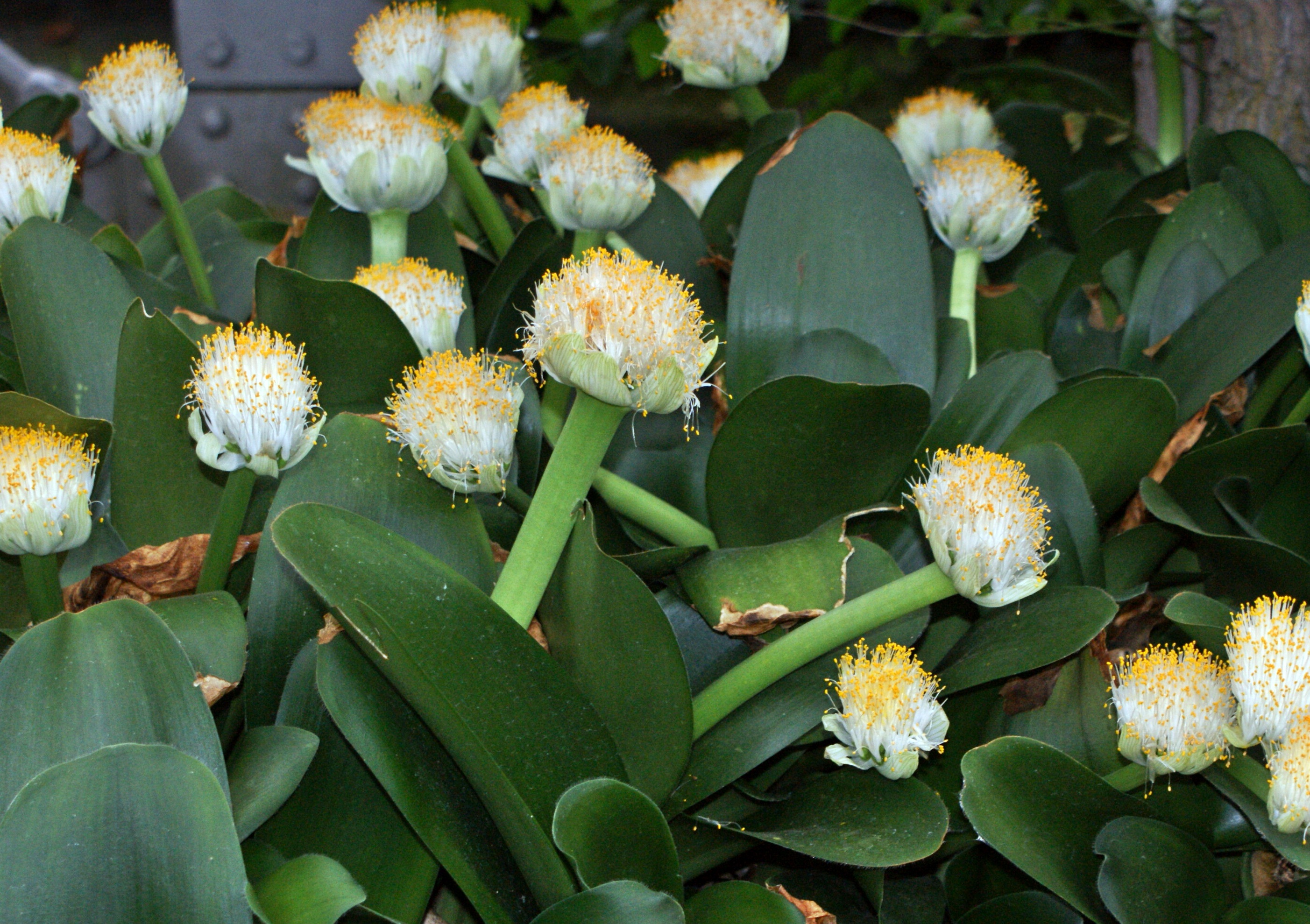 Очаровательный растение. Гемантус белоцветковый. Гемантус белоцветковый Олений язык. Haemanthus albiflos. Гемантус альбифлос.