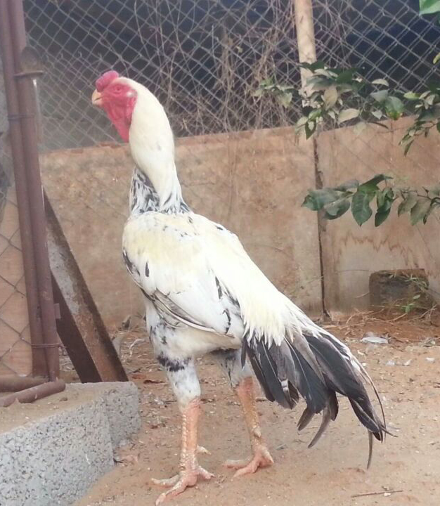  الدجاج الحجازي Hijazi_Chicken